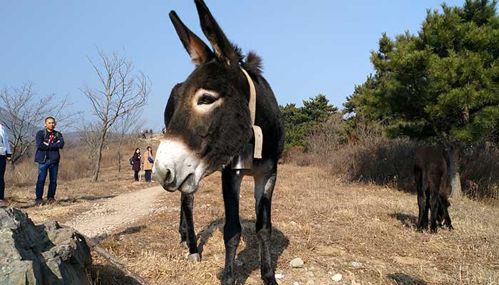 男人梦到驴了什么预兆 男人梦到驴了预示什么