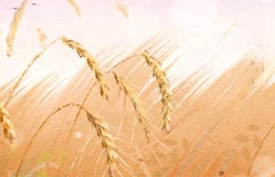 2021芒种是哪一天什么时间 2021芒种是哪一天什么时间