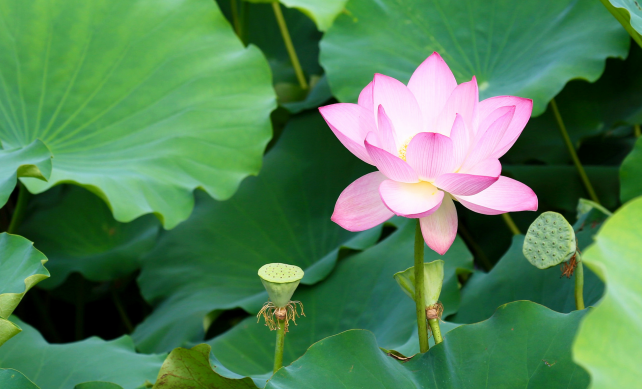 关于二十四节气立夏的谚语 立夏节气的谚语或知识