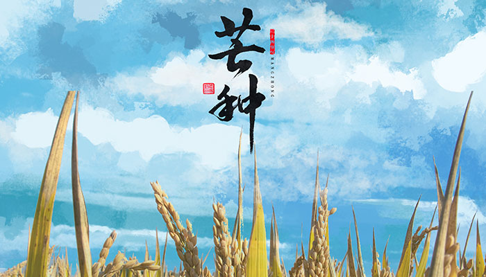 芒种是什么季节的节气 芒种是夏季的节气吗