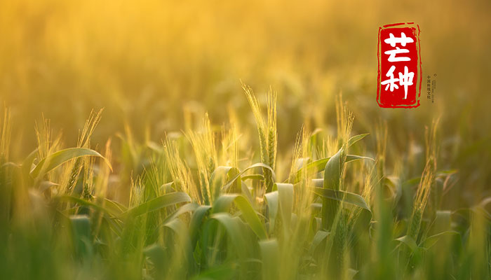 芒种是什么季节的节气 芒种是夏季的节气吗