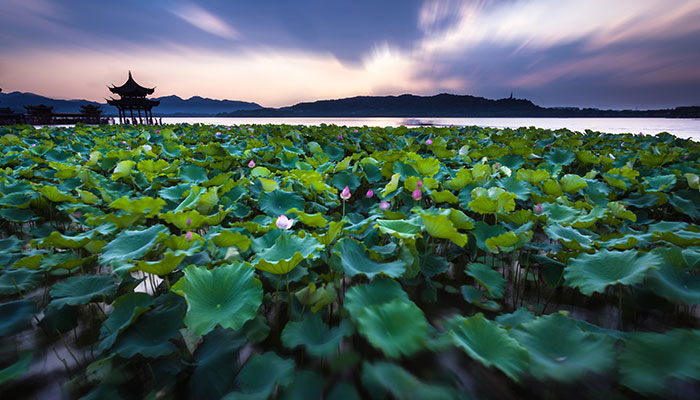 2021杭州西湖荷花什么时候开 杭州西湖荷花开了吗