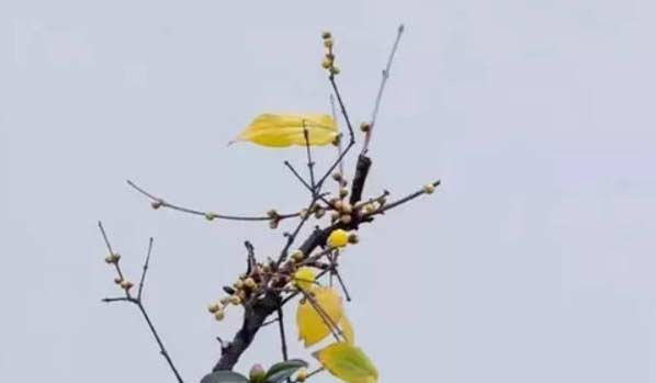 1615628162608127.jpg 2020-07-12_123326.jpg