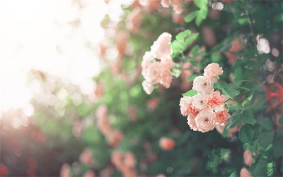 1636708757228526.jpg src=http%3A%2F%2Fpic1.win4000.com%2Fwallpaper%2F2018-05-31%2F5b0f933108696.jpg%3Fdown&refer=http%3A%2F%2Fpic1.win4000.jpg