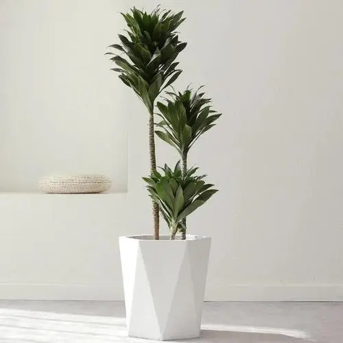 u=546953371,3312378223&fm=253&fmt=auto&app=138&f=JPEG.webp.jpg