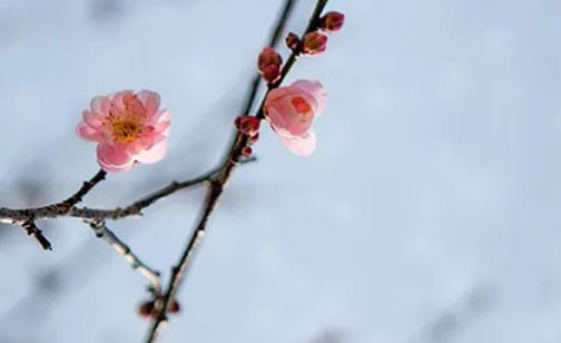 1649749855822865.jpg 2022年5月属鼠人幸运色幸运数盘点