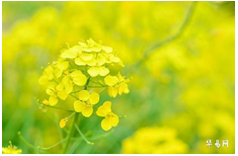 2023年9月17日生肖虎运势