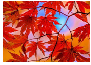 2023年10月11日生肖鼠运势
